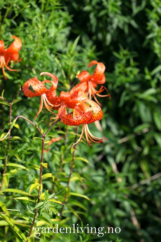 Tigerlilje - Lilium lancifolium - 2 stk