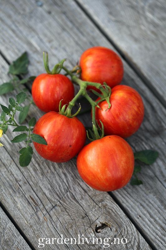 Frilandstomat 'Khudozhnik' - Solanum lycopersicum