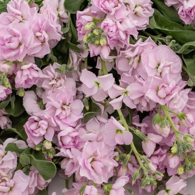 Hovedbilde Levkøy 'Quartet Cherry Blossom' - Matthiola incana