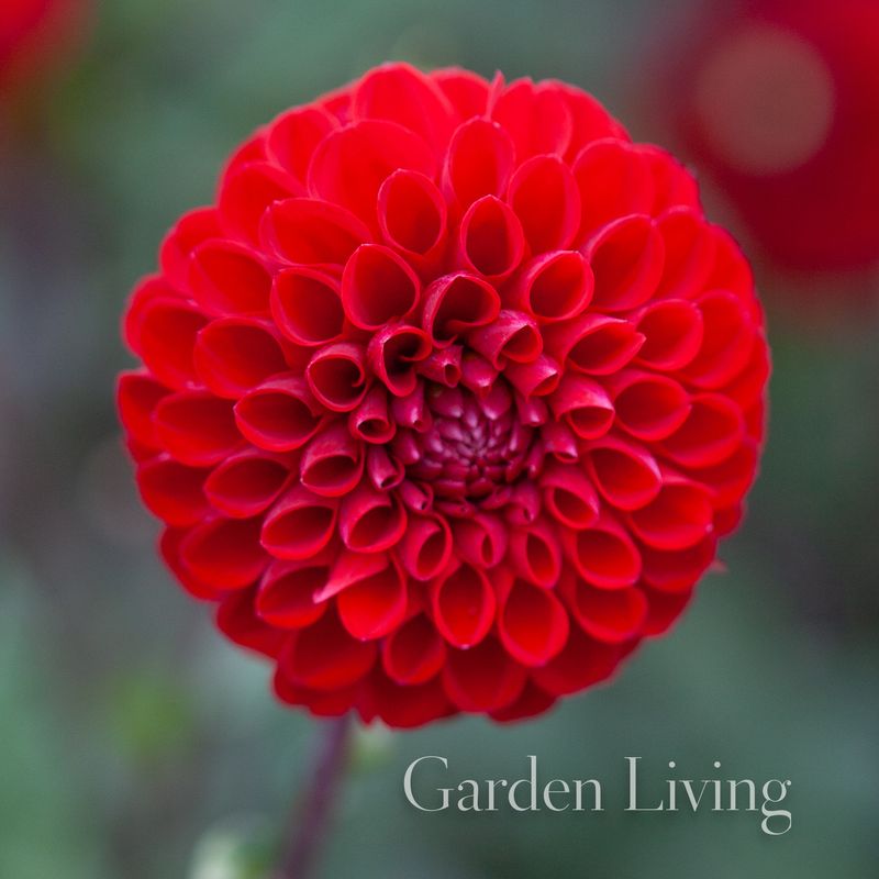 Georgine 'Viking' - Dahlia x cultorum, 1 stk.