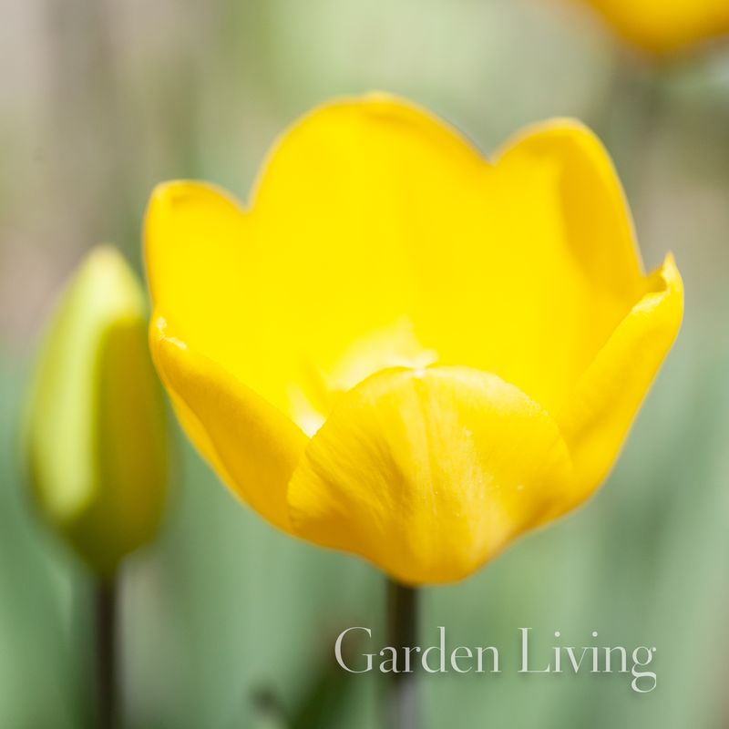 Tulipan 'Friendship', Triumphtulipan - 10 stk