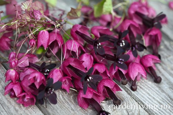 Hovedbilde Blodbeger 'Purple Bell Vine' - Rhodochiton atrosanguineus 