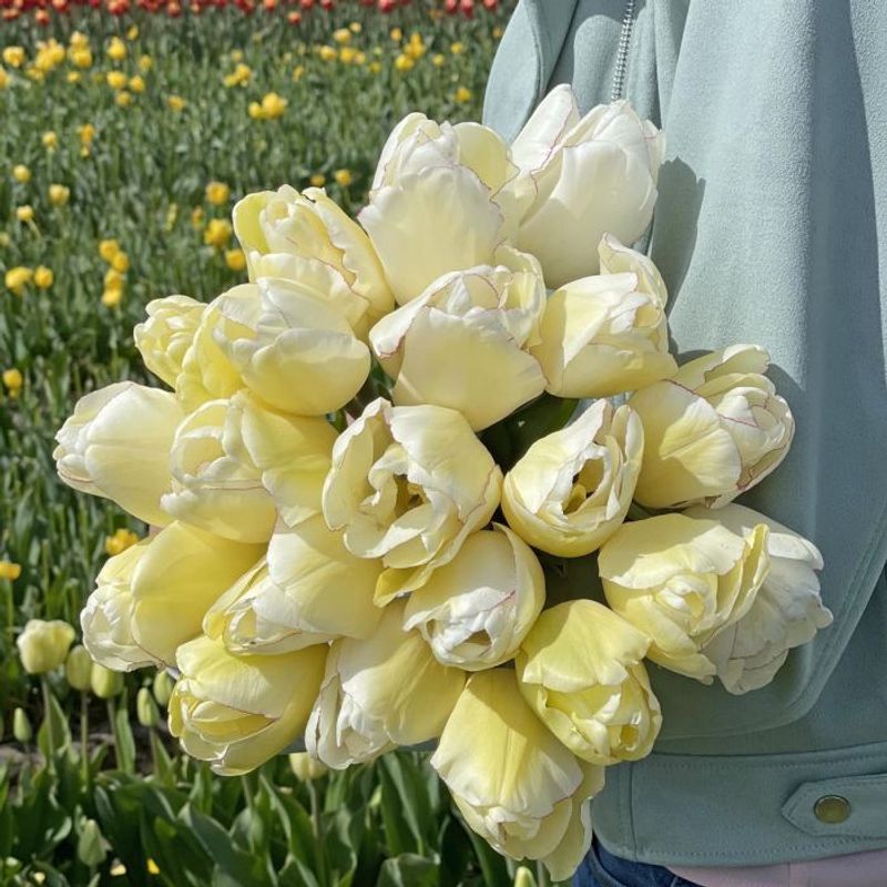 Tulipan 'Charlize' - 10 stk