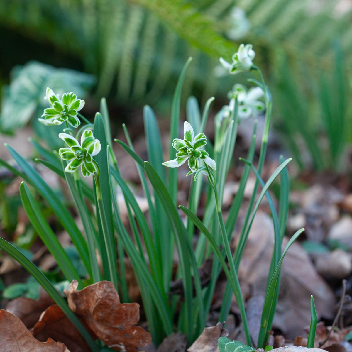 Snøklokke 'Blewbury Tart' - Galanthus - 1 stk