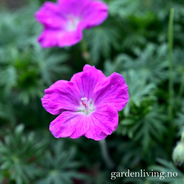 Hovedbilde Blodstorkenebb - Geranium sanguineum