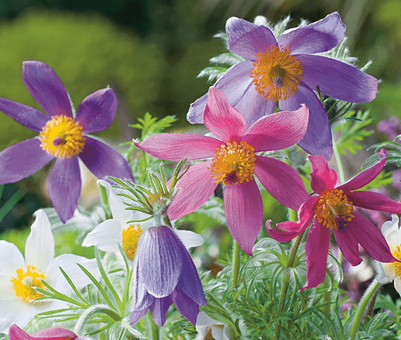 Stor kubjelle 'Heiler-Hybrids' - Pulsatilla vulgaris