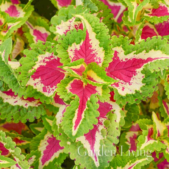 Hovedbilde Praktspragle 'Wizard® Rose' - Solenostemon blumei