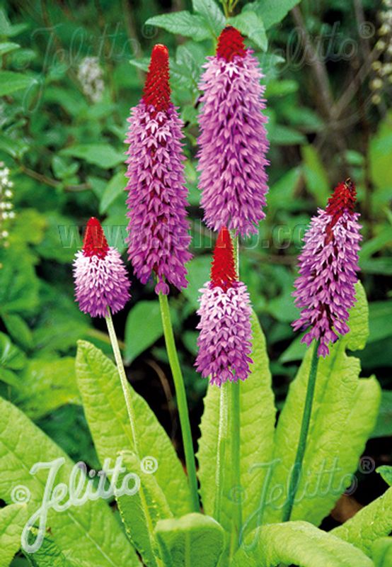 Orkidéprimula - Primula vialii