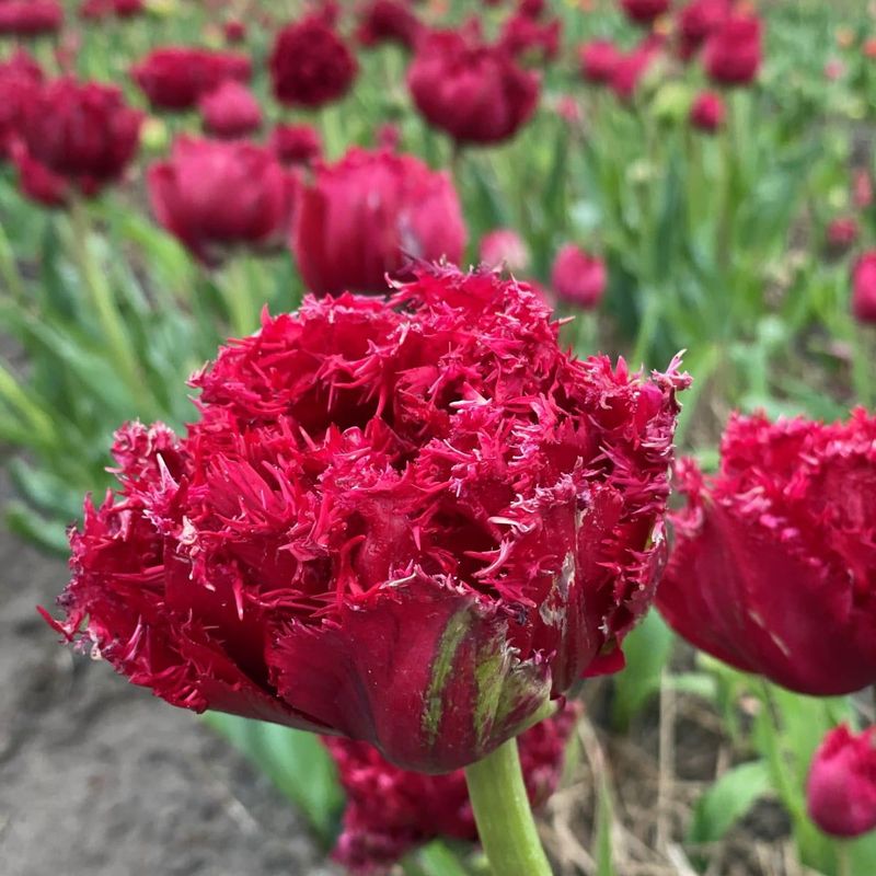 Tulipan 'Qatar', frynsetulipan - 10 stk