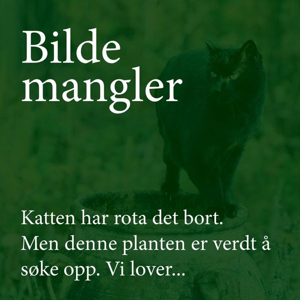 Hovedbilde Margert 'Snow Max’ - Pisum sativum