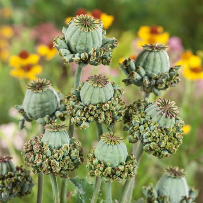 Hovedbilde Pionvalmue 'Hen &Chicken’ - Papaver somniferum