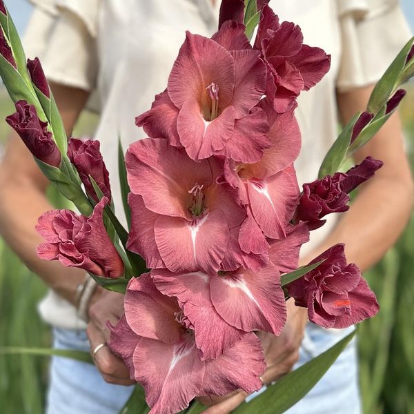 Hovedbilde Gladiol 'Indian Summer' - Gladiolus, 10 stk.