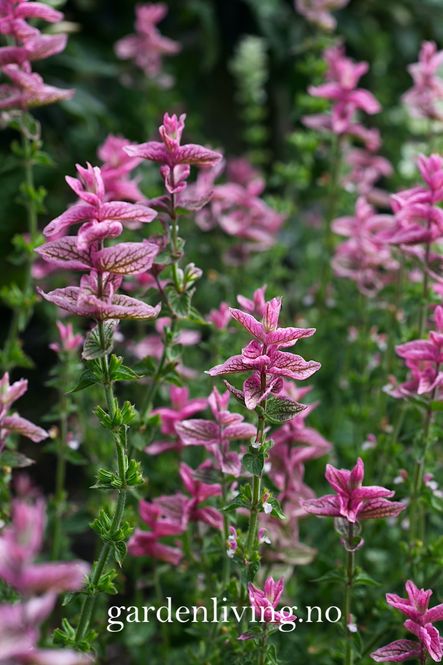 Hovedbilde Dusksalvie 'Say So Rose' - Salvia viridis