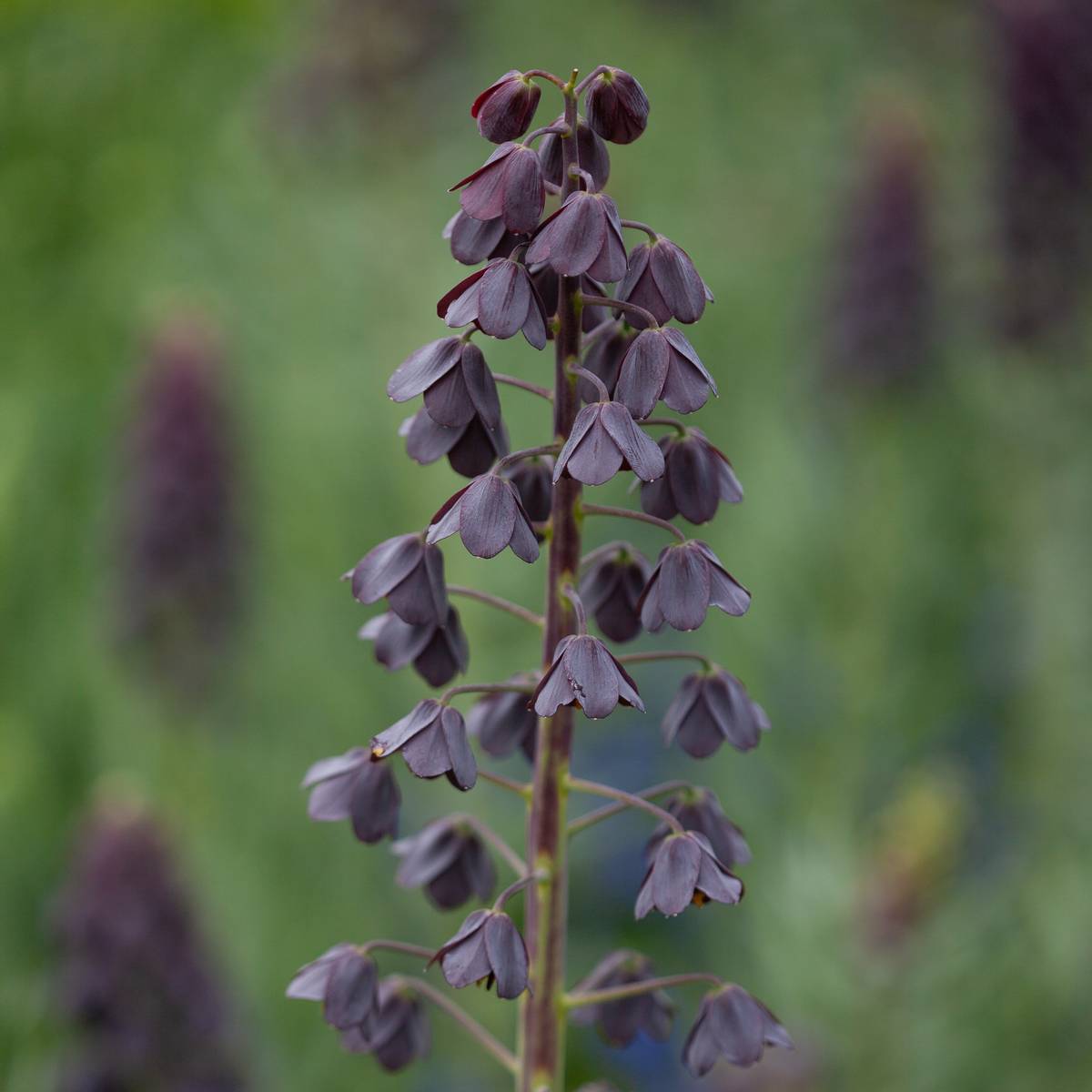 Persiakrone - Fritillaria persica - 1 stk
