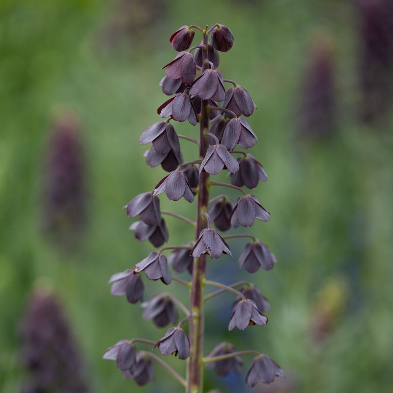 Persiakrone - Fritillaria persica - 1 stk
