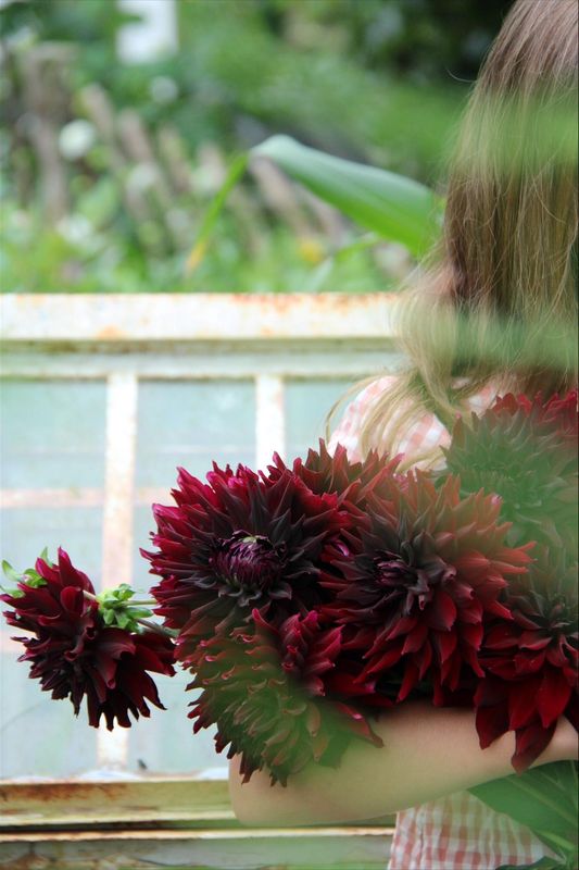 Georgine 'Rip City' - Dahlia x cultorum, 1 stk.