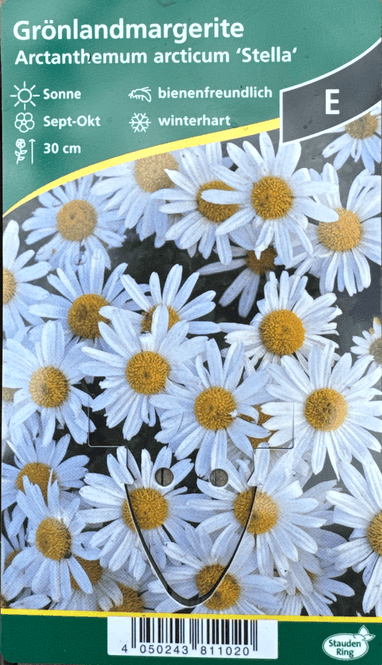 Hovedbilde Arktisk krage 'Stella' - Arctanthemum arcticum