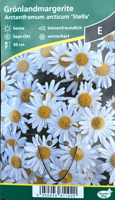 Arktisk krage 'Stella' - Arctanthemum arcticum
