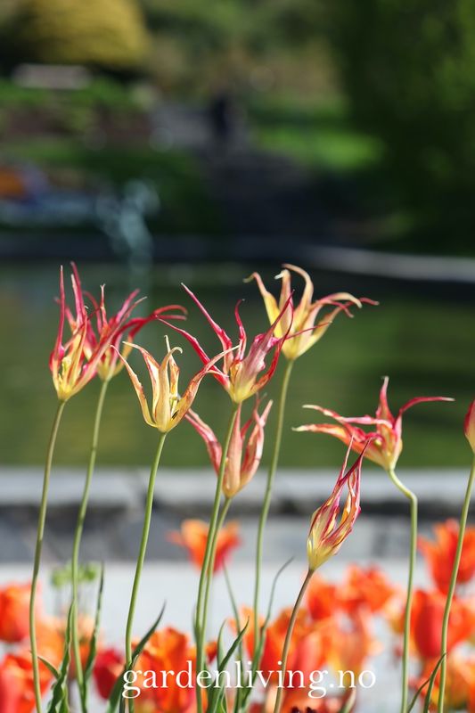Tulipa acuminata - 1 stk 