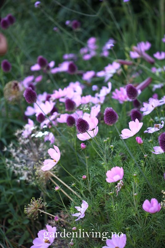 Pyntekorg 'Early Summer' - Cosmos bipinnatus