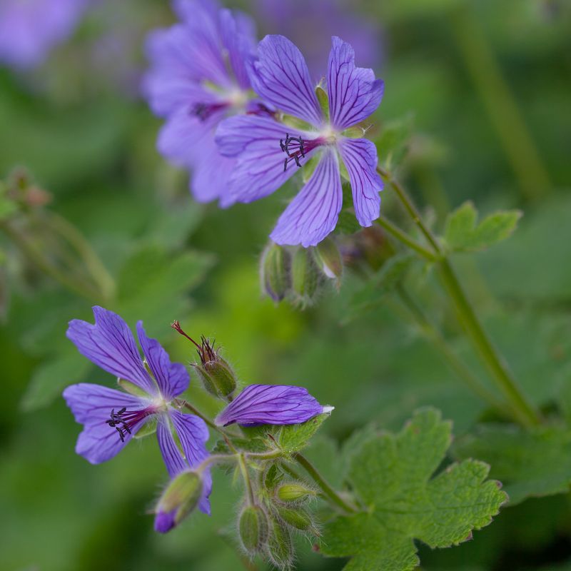 Storkenebb 'Philippe Vapelle' - Geranium 
