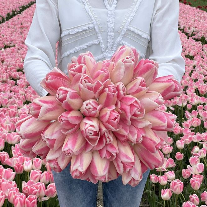 Hovedbilde Tulipan 'Serine', triumph - 10 stk