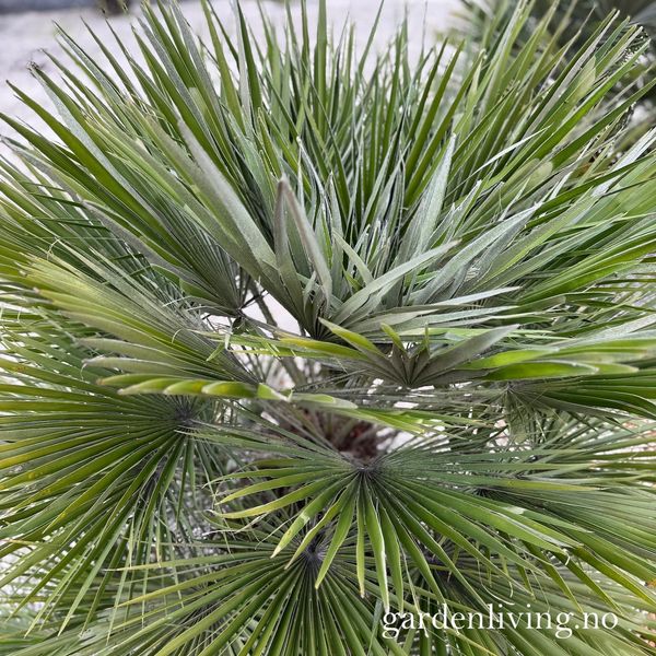 Hovedbilde Dvergpalme - Chamaerops humilis