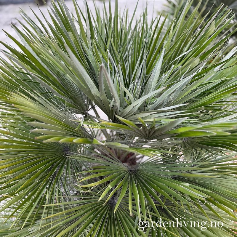 Dvergpalme - Chamaerops humilis