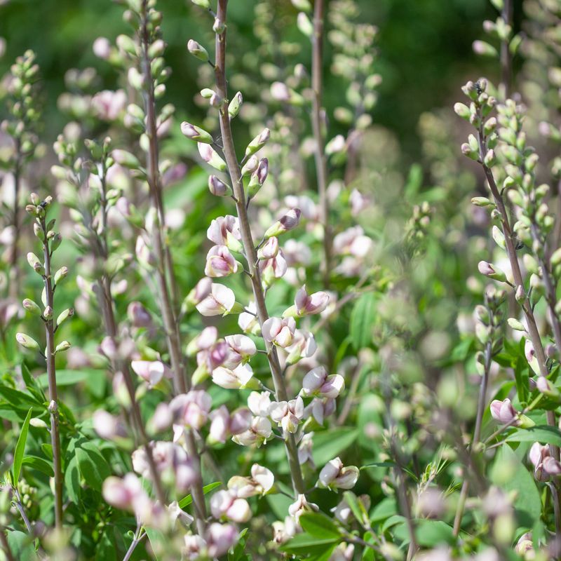 Fargeskolm 'Plum Rosy' ® - Baptisia