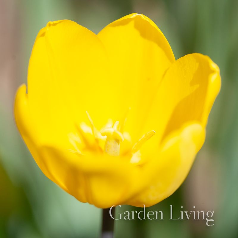 Tulipan 'Friendship', Triumphtulipan - 10 stk