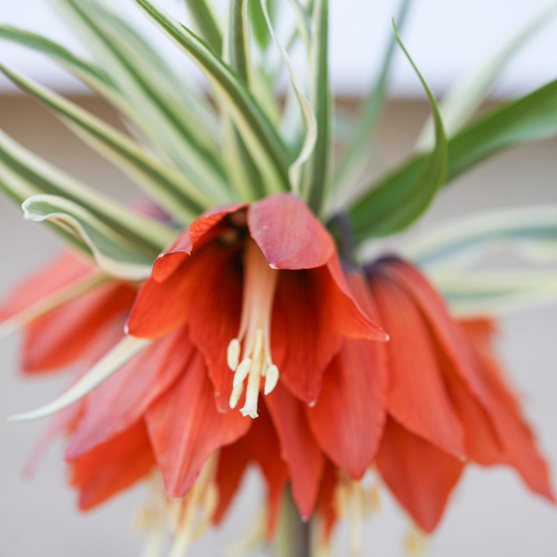 Keiserkrone ’Argenteovariegata’ - Fritillaria imperiali - 1 stk