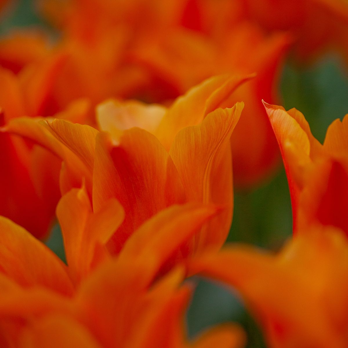 Tulipan 'Ballerina', liljeblomstrende - 7 stk
