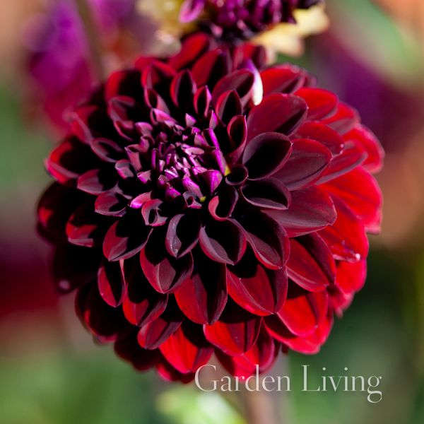 Hovedbilde Georgine 'La Recoleta' - Dahlia x cultorum, 1 stk.