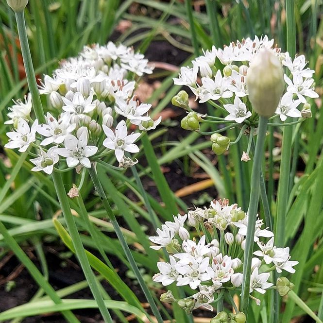 Hovedbilde Kinesisk gressløk 'Cliffs of Dover' - Allium tuberosum