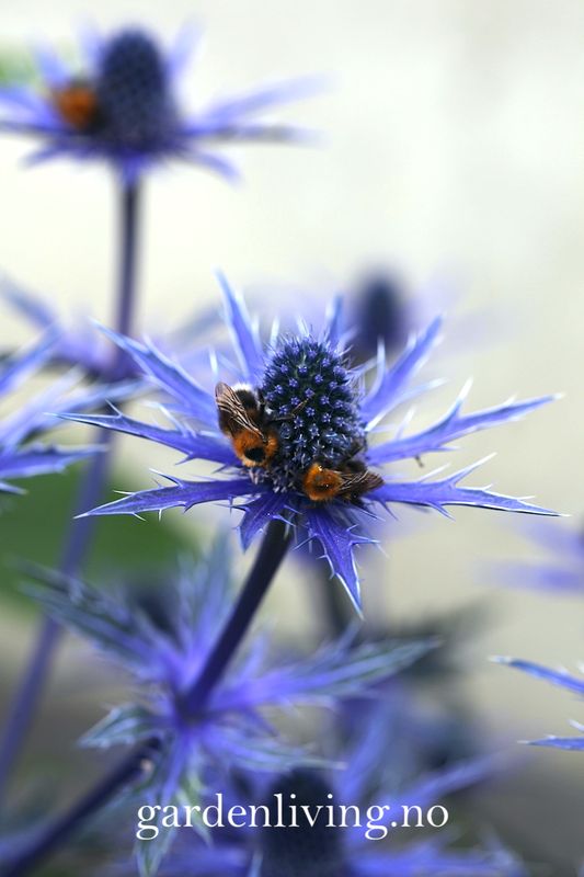 Stikle Eryngium × zabelii 'Big Blue' - 17 cm potte