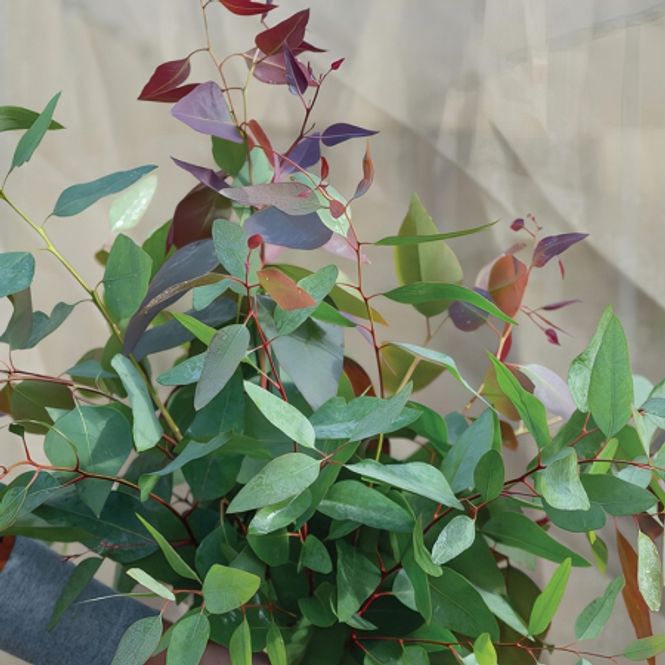 Hovedbilde Eucalyptus cinerea 'Tereticornis'