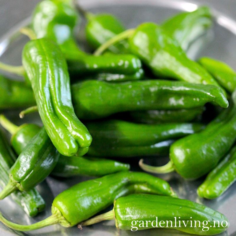 Chilipepper 'Padron' - Capsicum annuum 