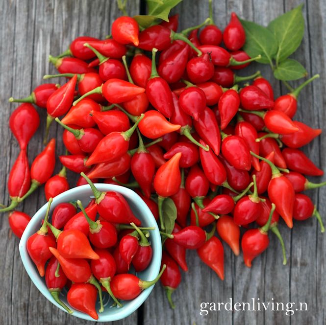 Hovedbilde Chilipepper 'Biquinho Red' - Capsicum annuum