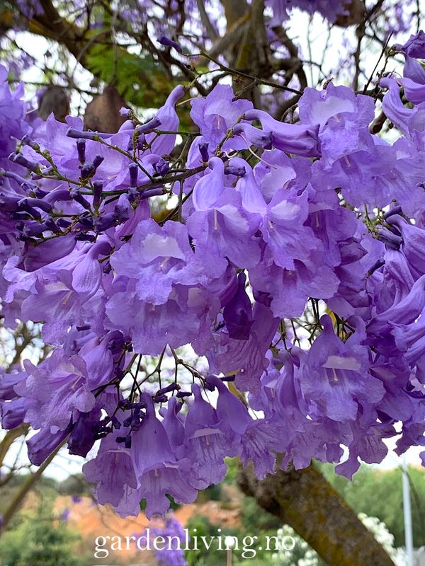 Jacaranda mimosifolia