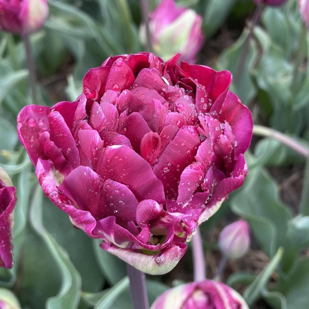 Tulipan 'Jinan', sen dobbel - 10 stk