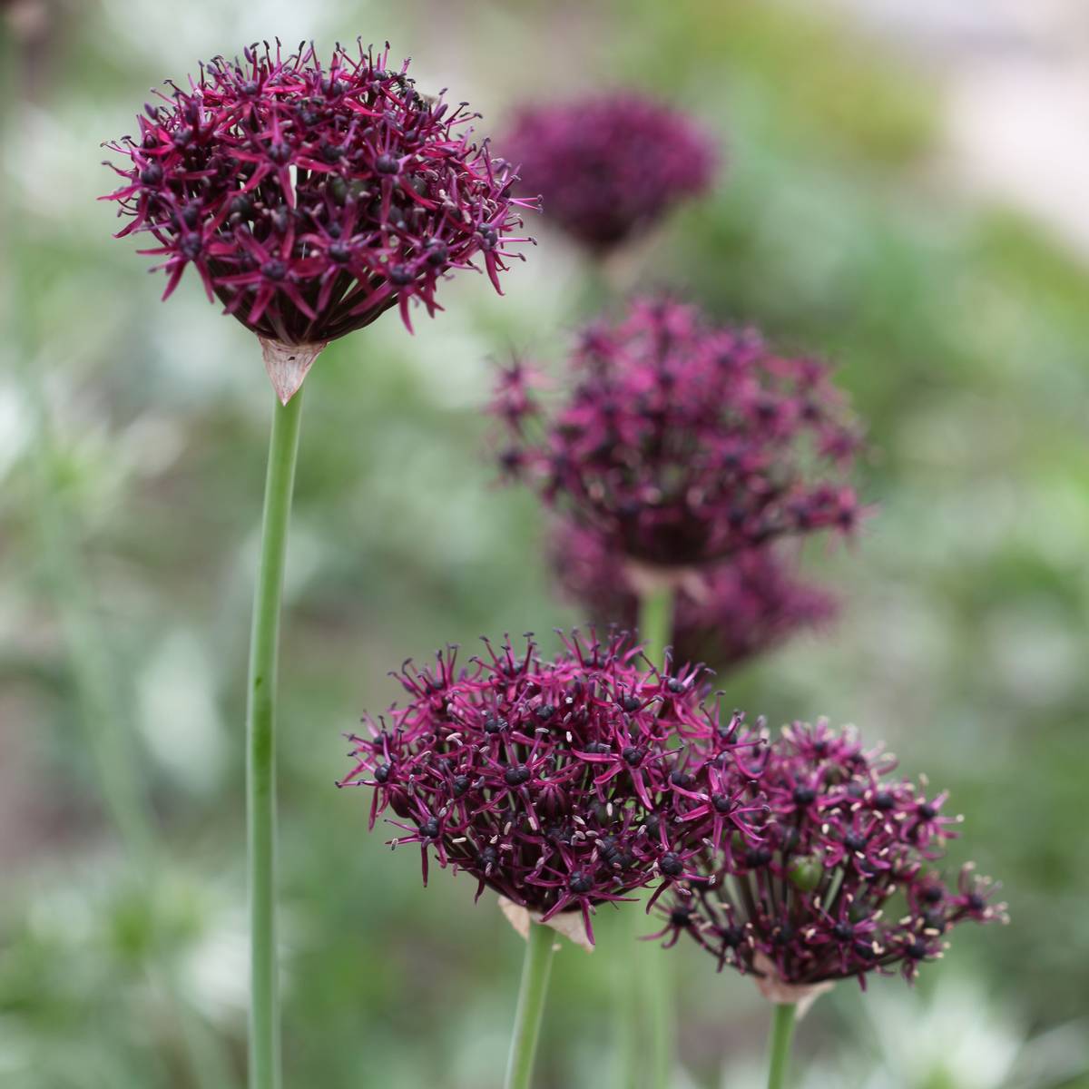 Vinløk - Allium atropurpureum - 6 stk