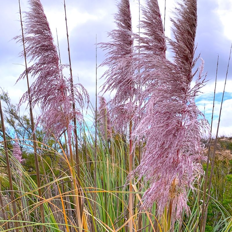 Pampasgress, rosa - Cortaderia selloana