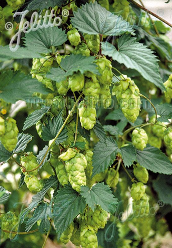 Humle - Humulus lupulus