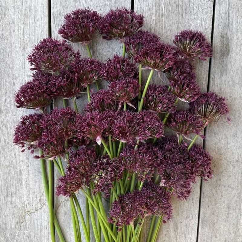 Vinløk - Allium atropurpureum - 10 stk