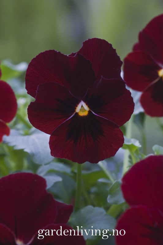 Stemorsblomst 'Floral Power Red', småbl. - Viola x williamsii