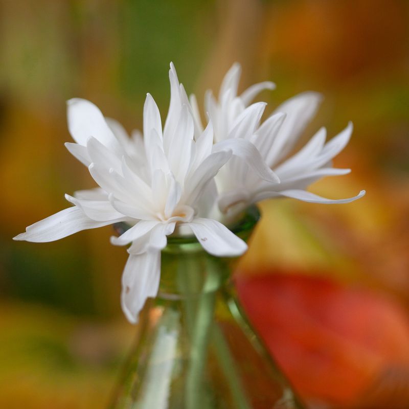 Tidløs - Colchicum autumnale ’Alboplenum’ 1 stk
