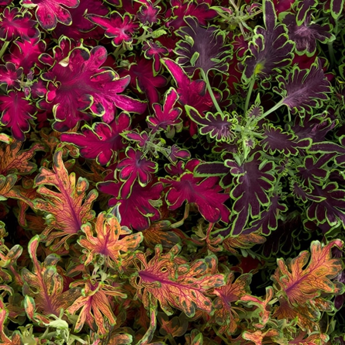 Praktspragle 'Colocha Mixed' - Solenostemon blumei syn. Coleus blumei 