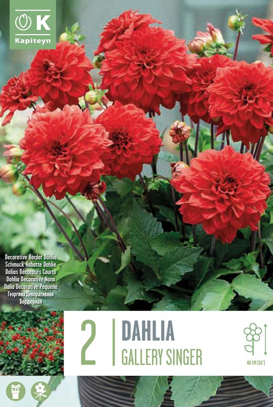 Georgine 'Gallery Singer' - Dahlia x cultorum - 2 stk