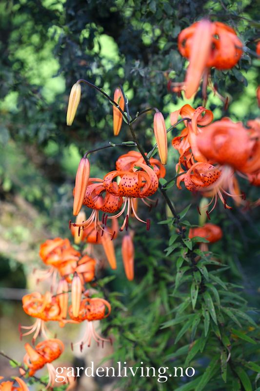 Tigerlilje - Lilium lancifolium - 2 stk