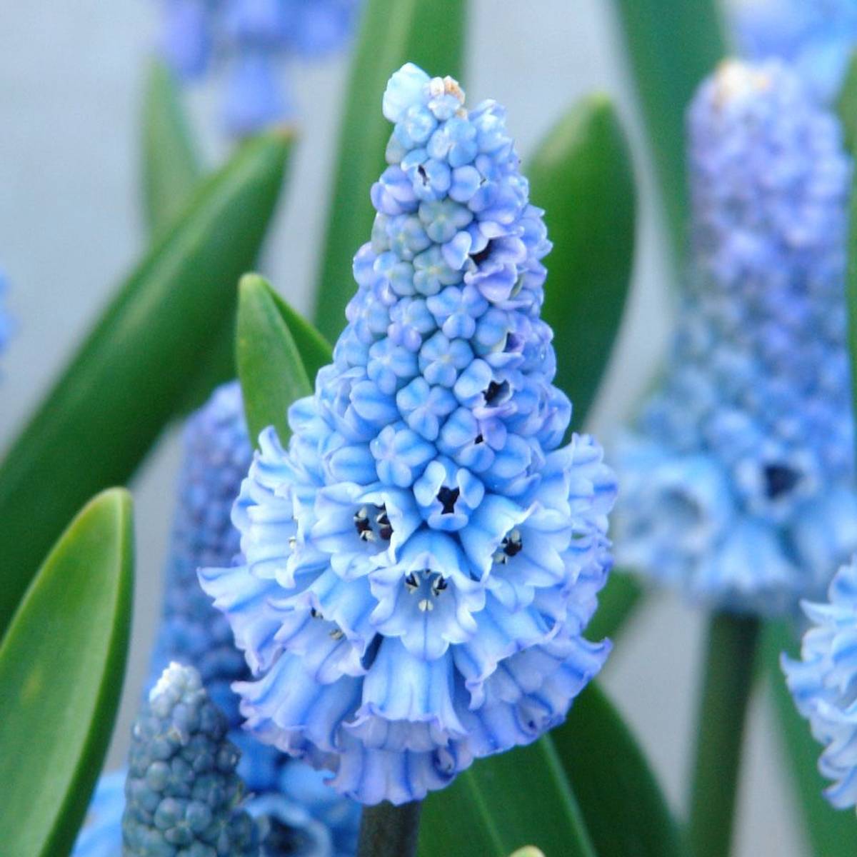Asurperleblomst - Muscari azureum, 10 stk